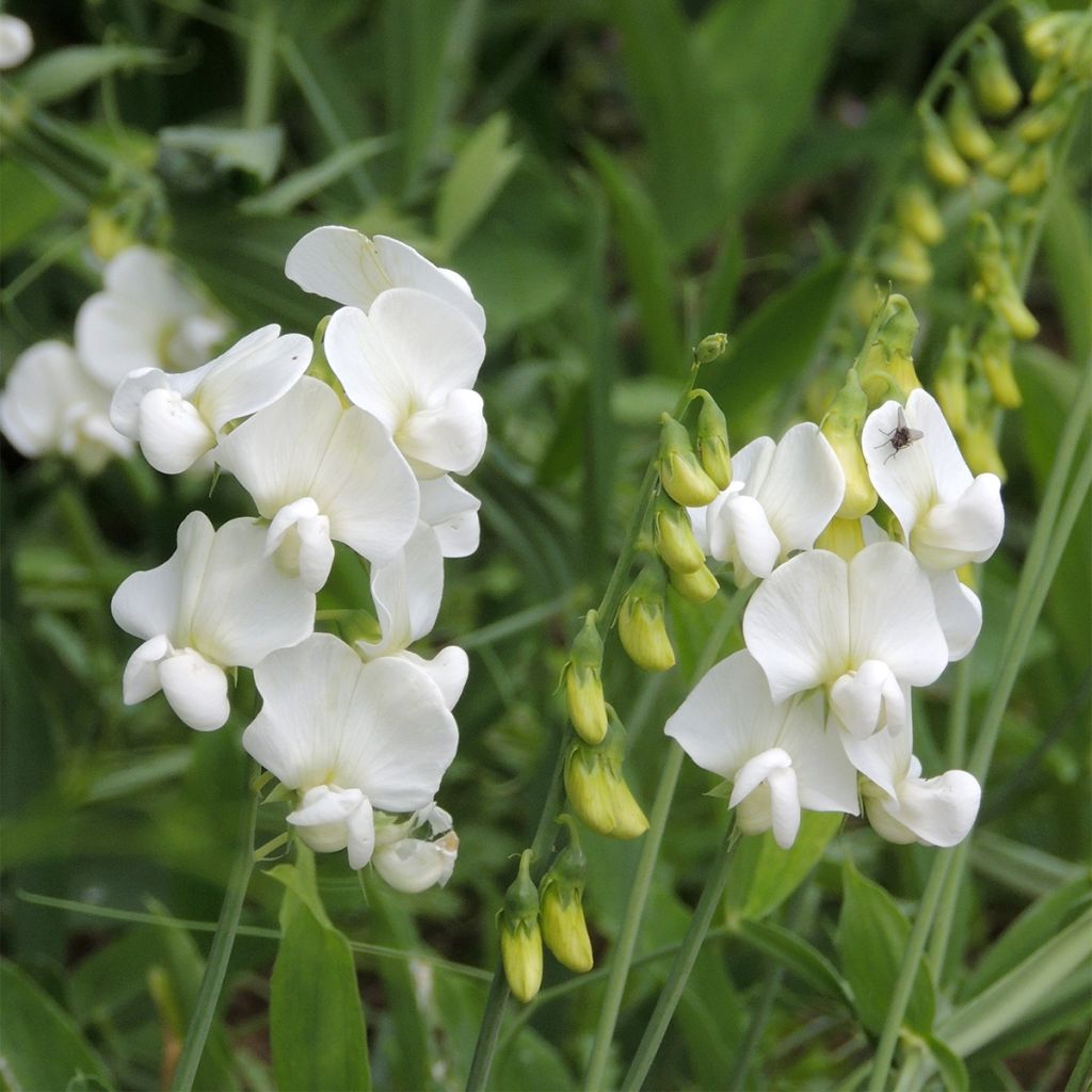 Lathyrus latifolius White Pearl (semillas) - Albejana