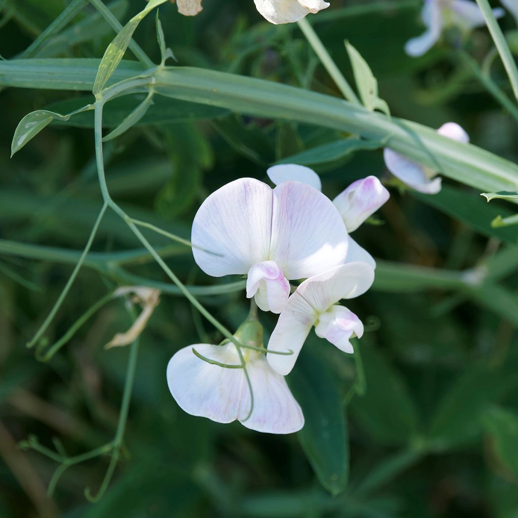 Lathyrus latifolius White Pearl (semillas) - Albejana