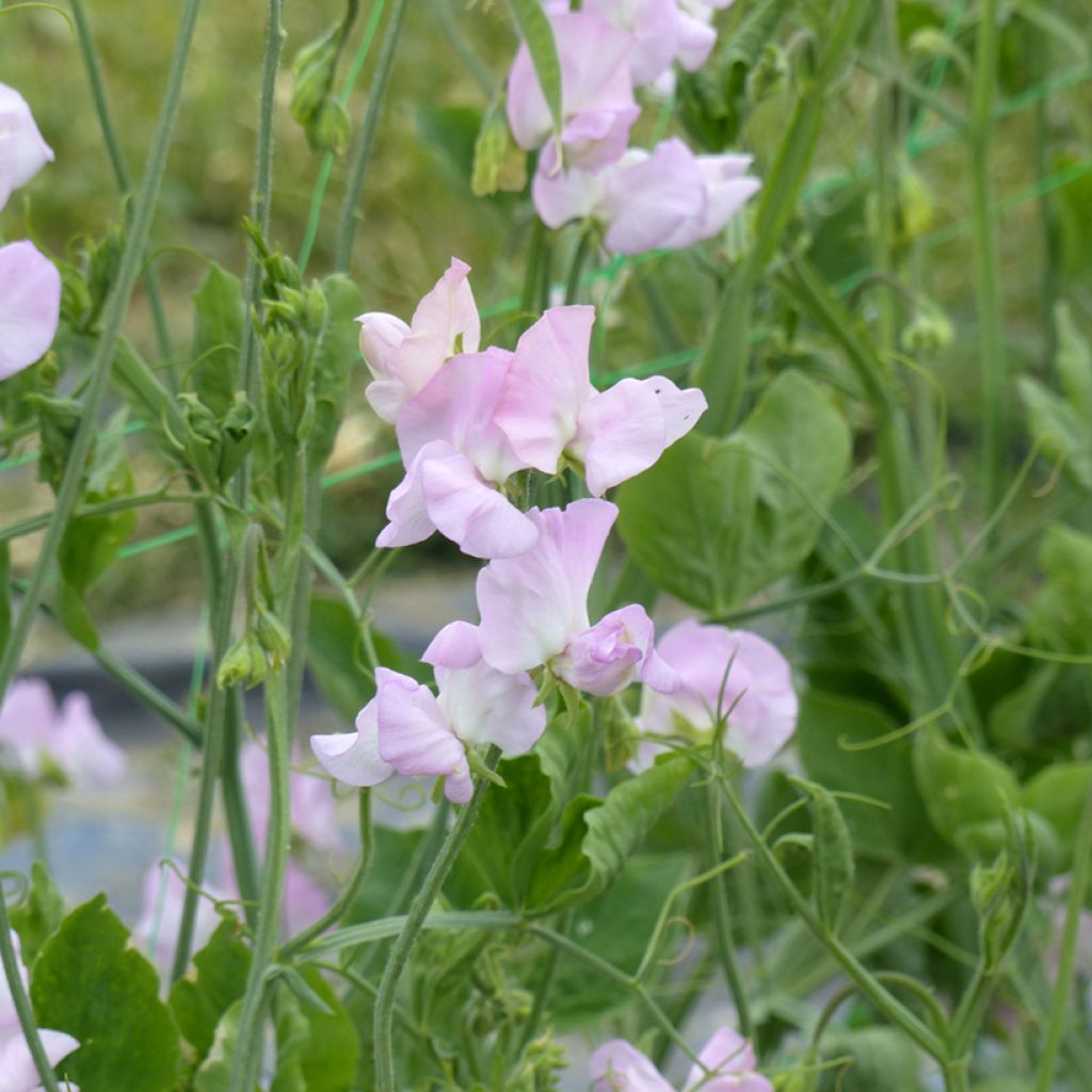 Graines de Pois de senteur Winter Sunshine Opal - Lathyrus odoratus