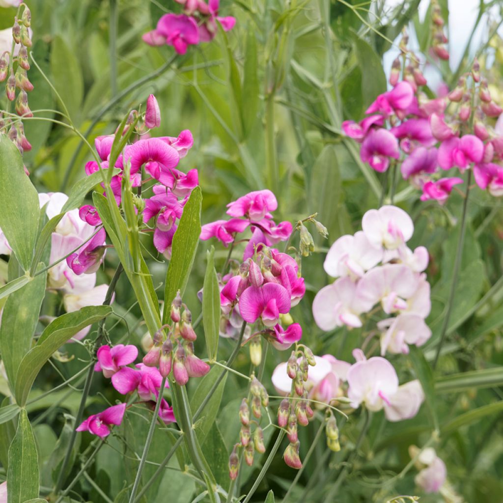 Lathyrus latifolius - Albejana