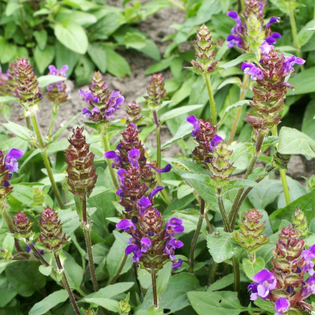 Prunella grandiflora Freelander Blue