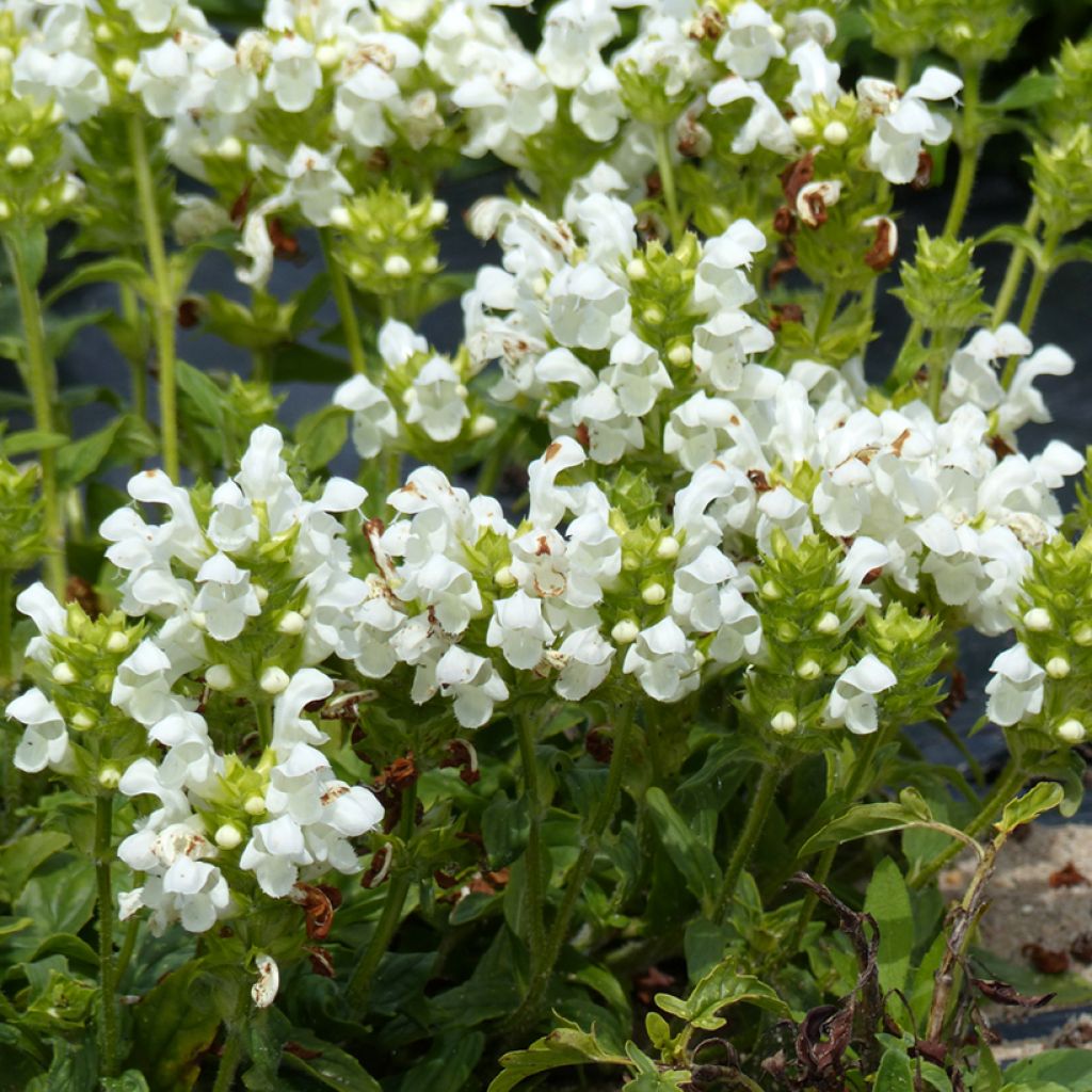 Prunella grandiflora Alba