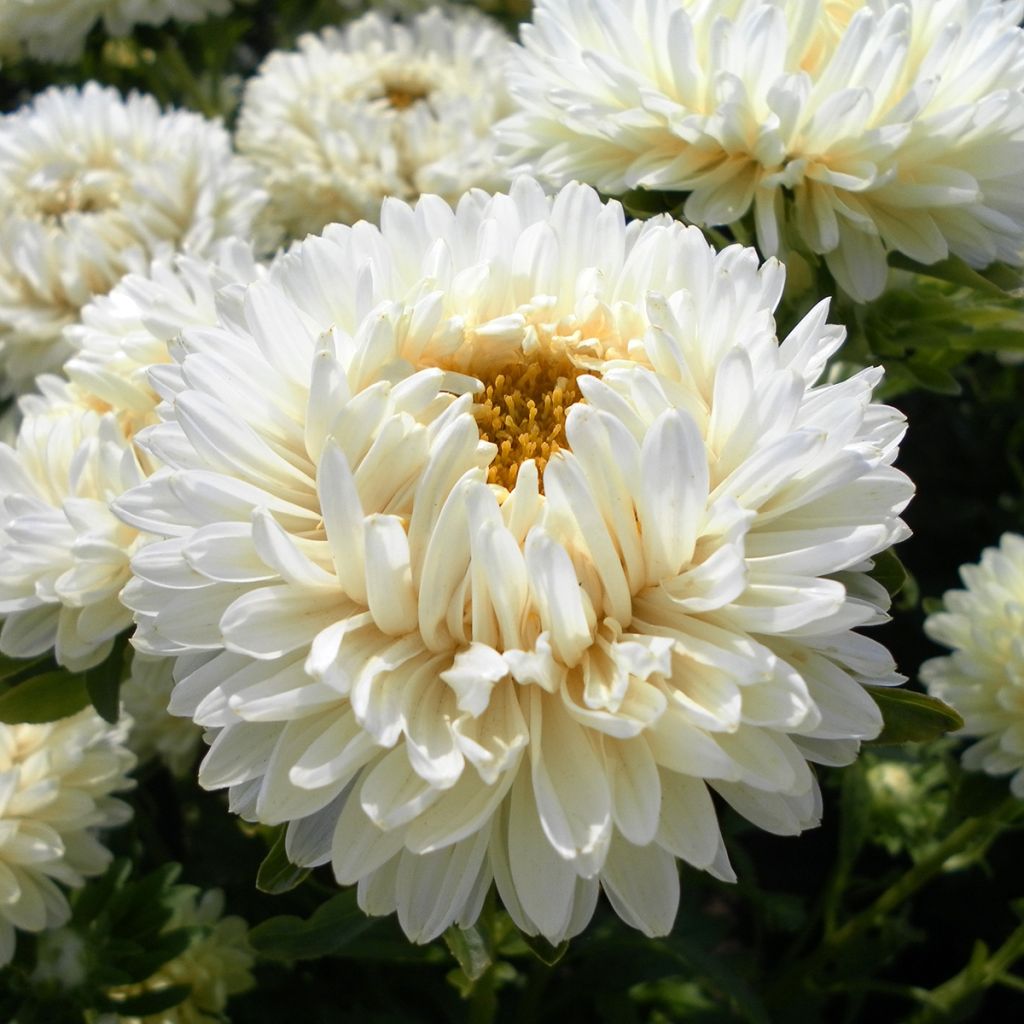 Graines de Reine-marguerite Duchesse en mélange