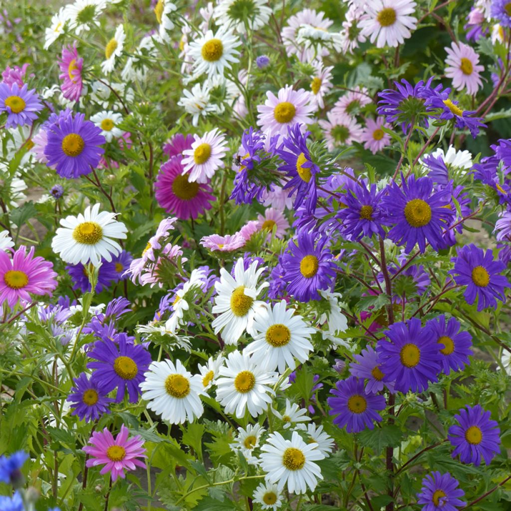 Graines de Reine-marguerite Madeleine single Mix - Callistephus chinensis