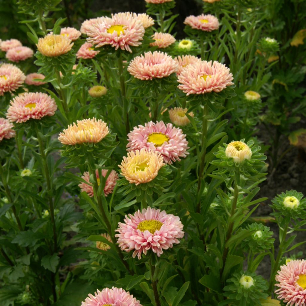 Graines de Reine-marguerite Matsumoto Apricot - Callistephus chinensis