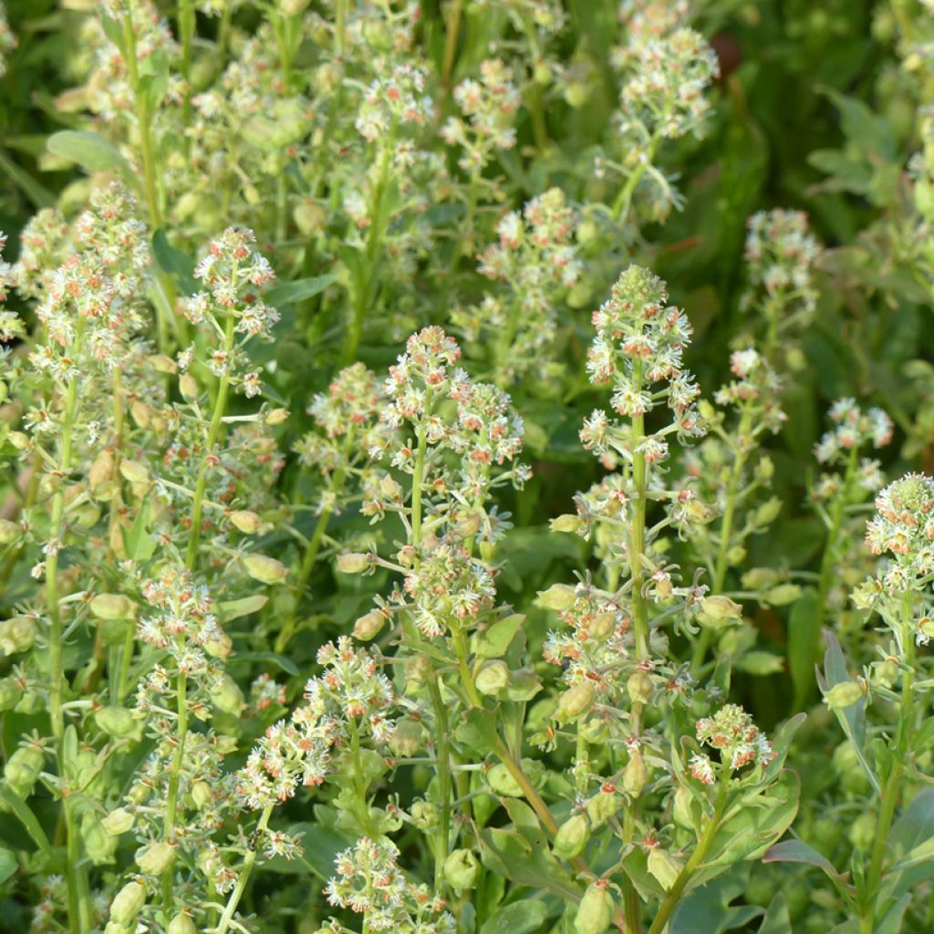 Graines de Reseda odorant Grandiflora - Reseda odorata