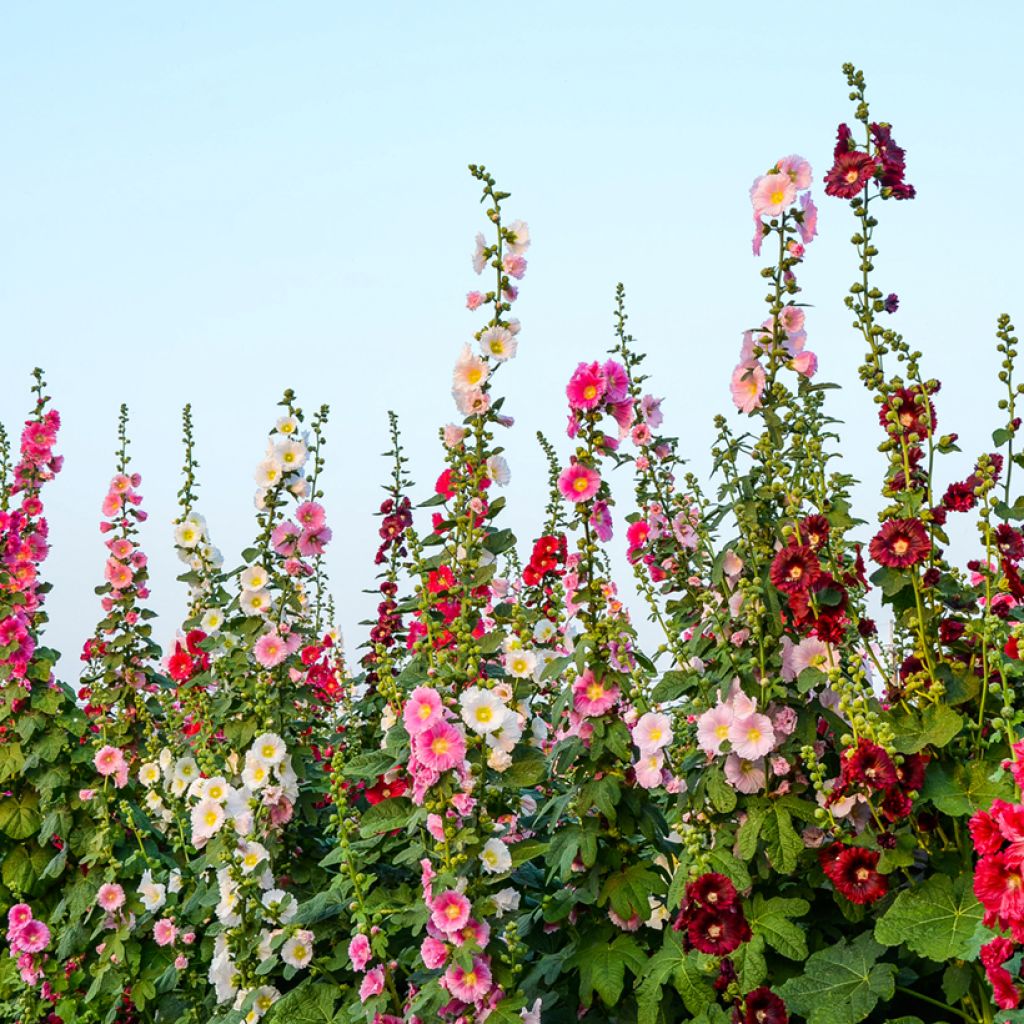 Alcea filicifolia Antwerp Stars Mix - Malva real