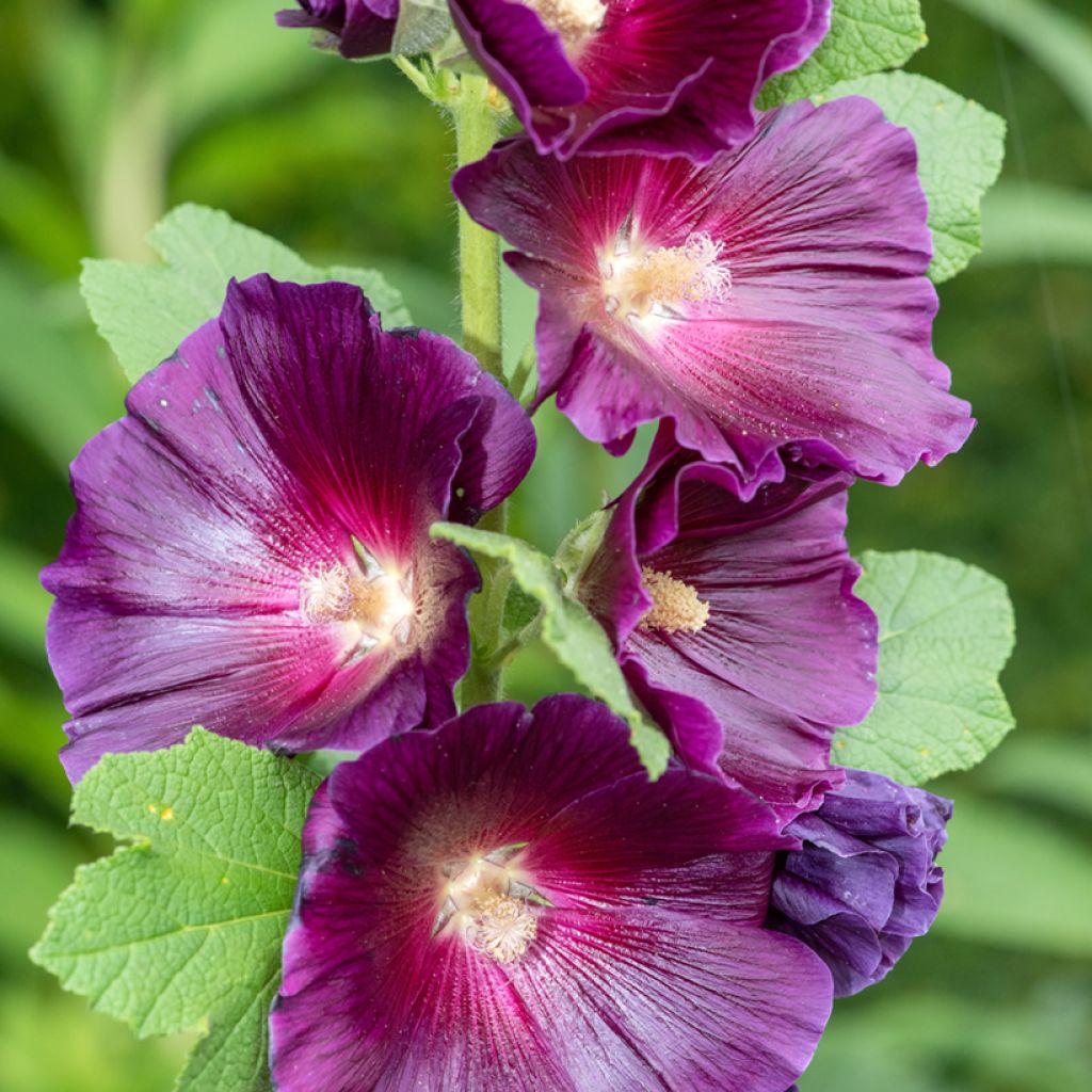 Alcea rosea Halo Lavender (semillas) - Malva real