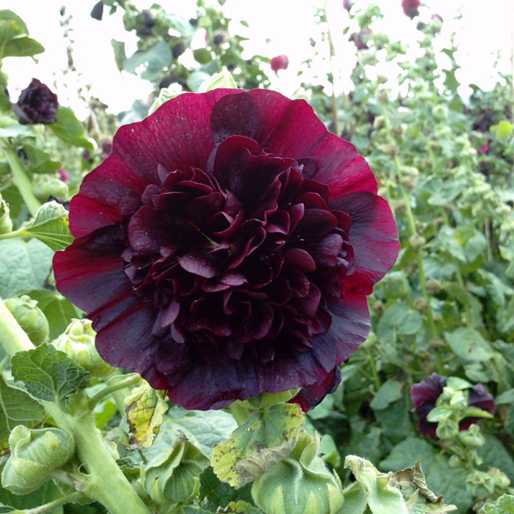 Alcea rosea Chater's Double Marroon (semillas) - Malva real