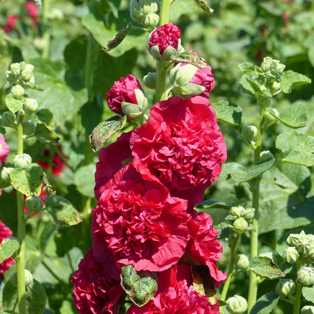 Alcea rosea Chater's Double Scarlet (semillas) - Malva real