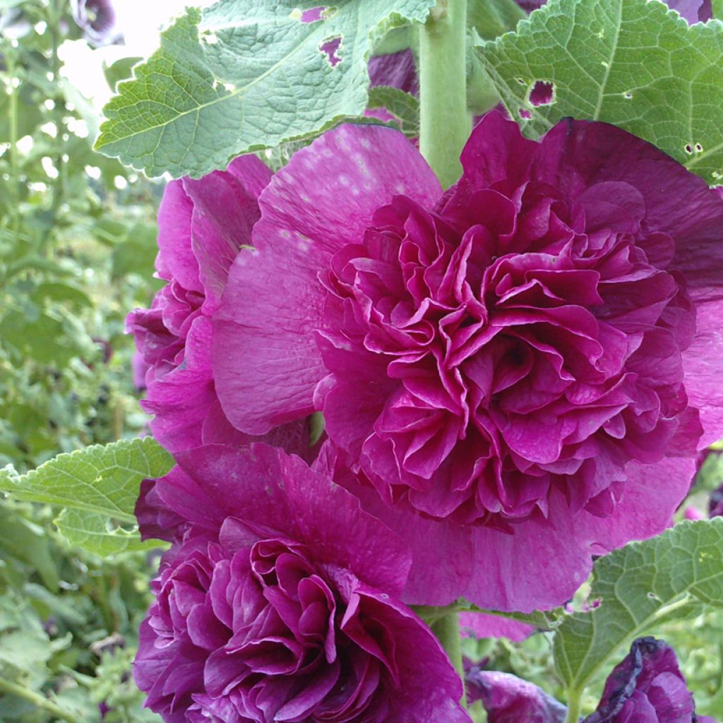 Alcea rosea Chater's Double Violet (semillas) - Malva real