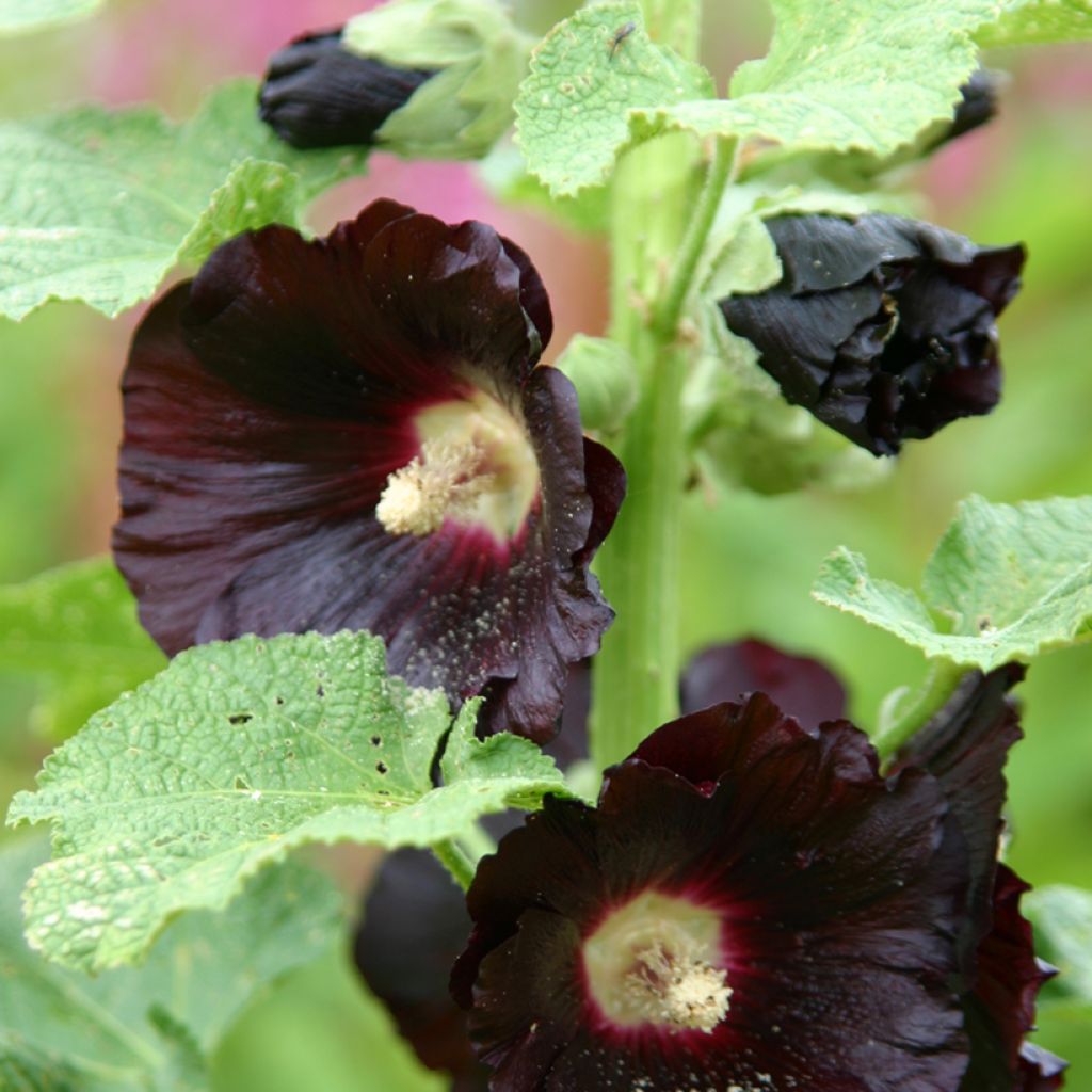 Alcea rosea Nigra Jet Black - Malva real