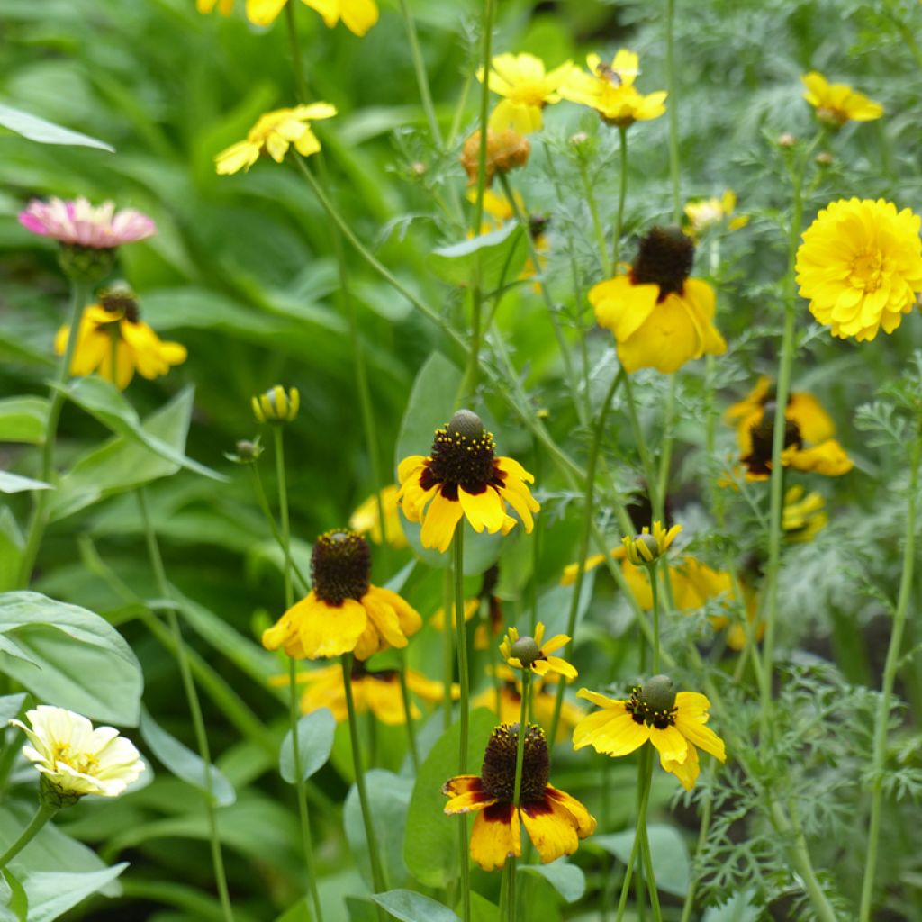 Rudbeckia amplexicaulis