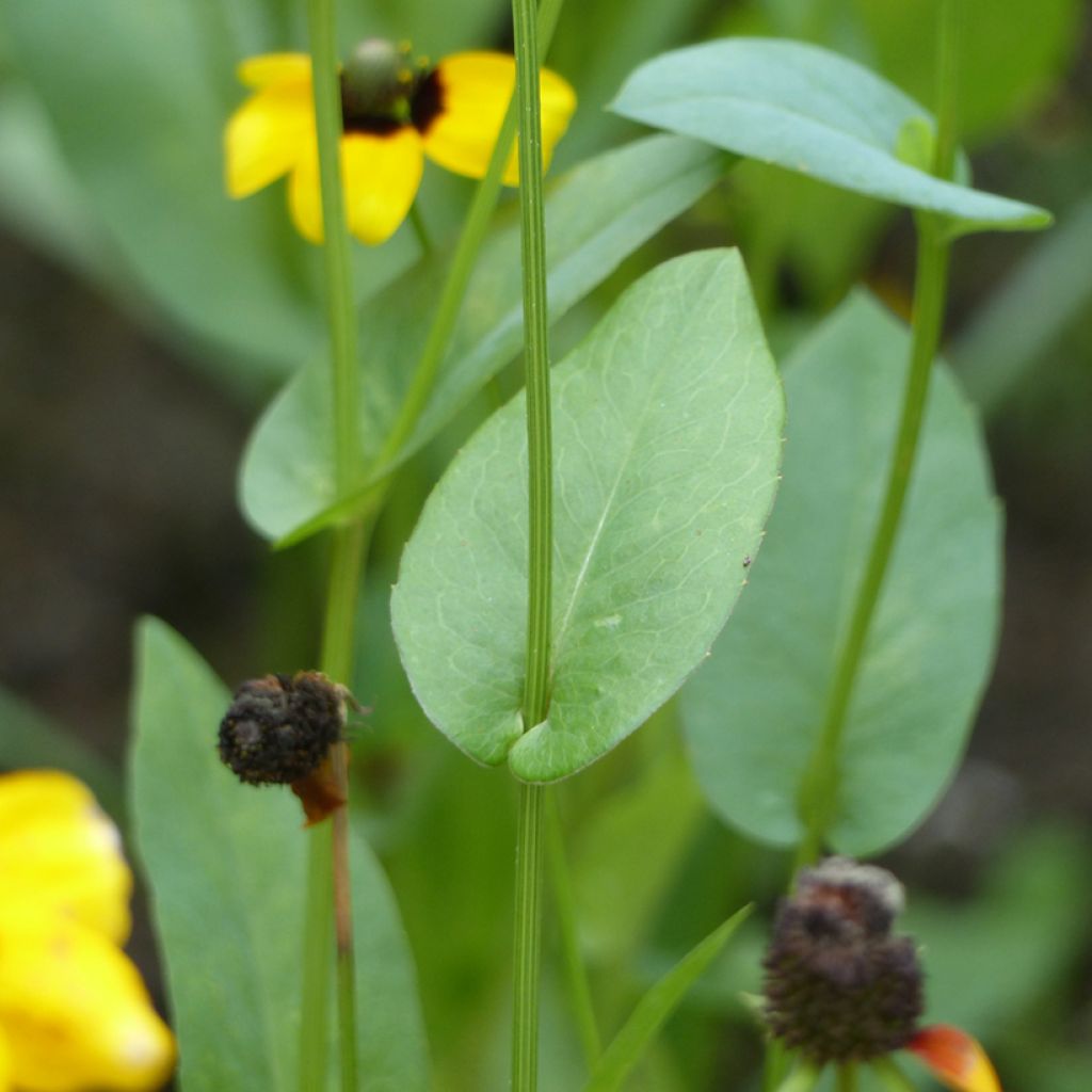 Rudbeckia amplexicaulis