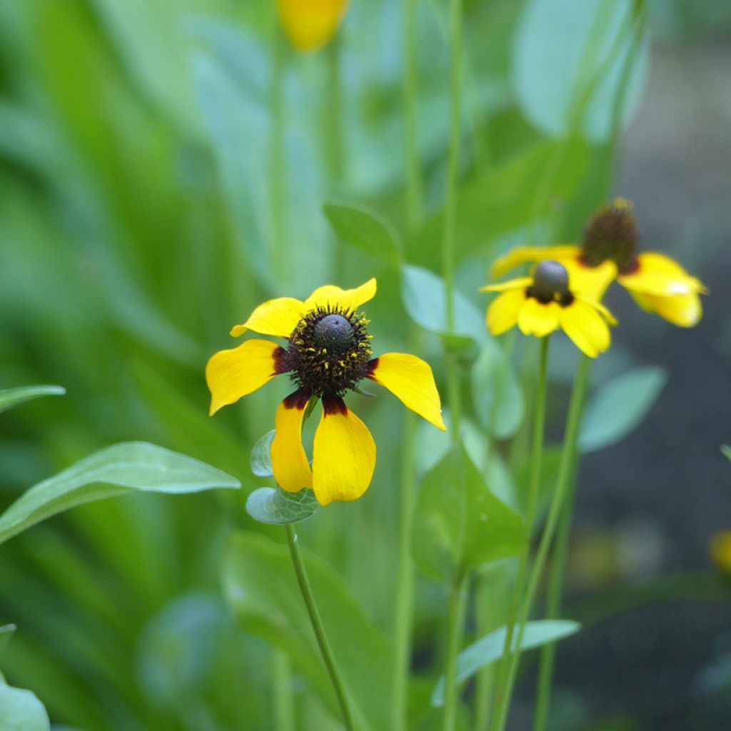 Rudbeckia amplexicaulis