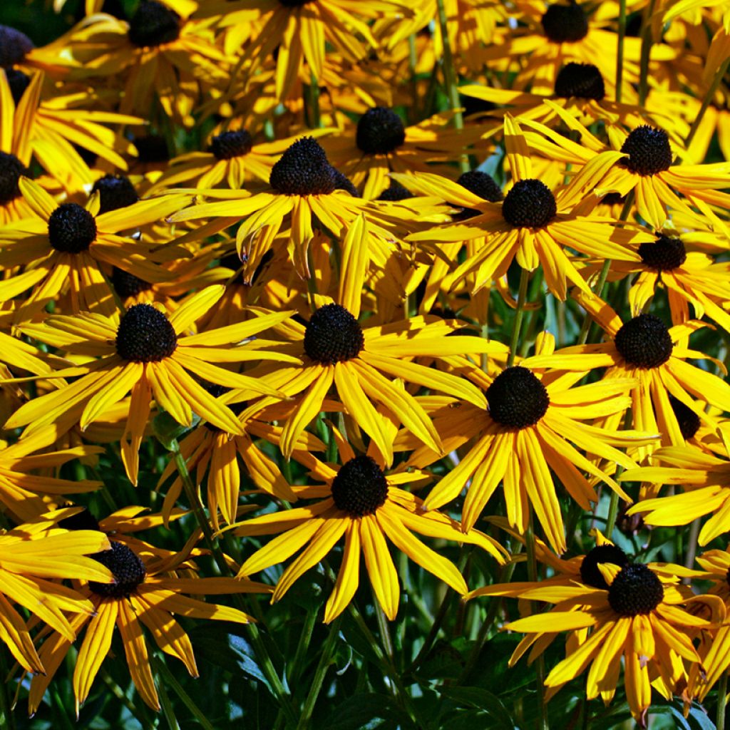 Rudbeckia fulgida var. sullivantii Goldsturm