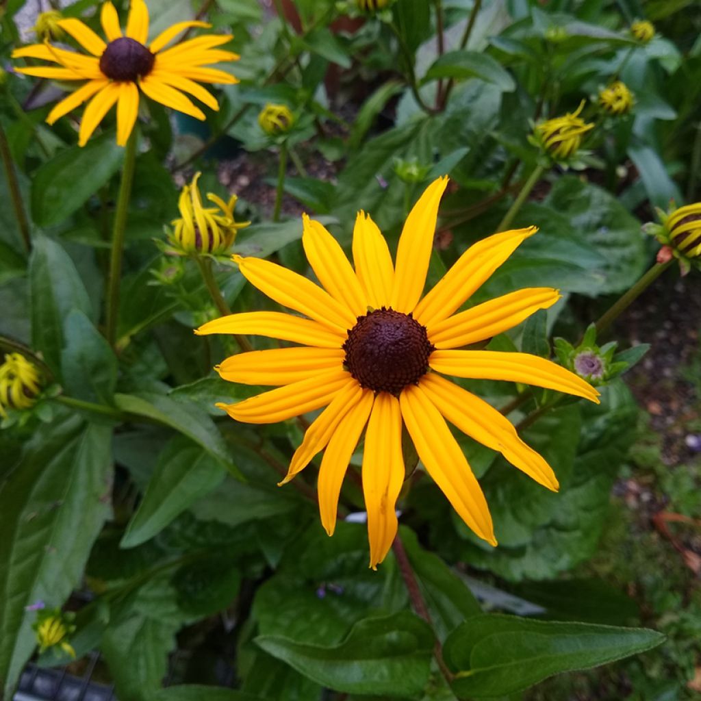 Rudbeckia fulgida var. sullivantii Goldsturm