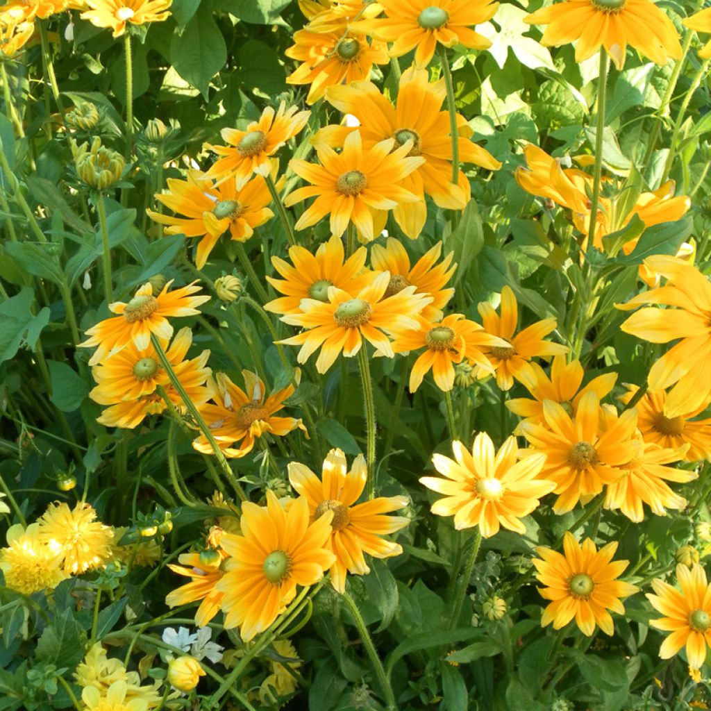 Rudbeckia hirta Prairie Sun (semillas)