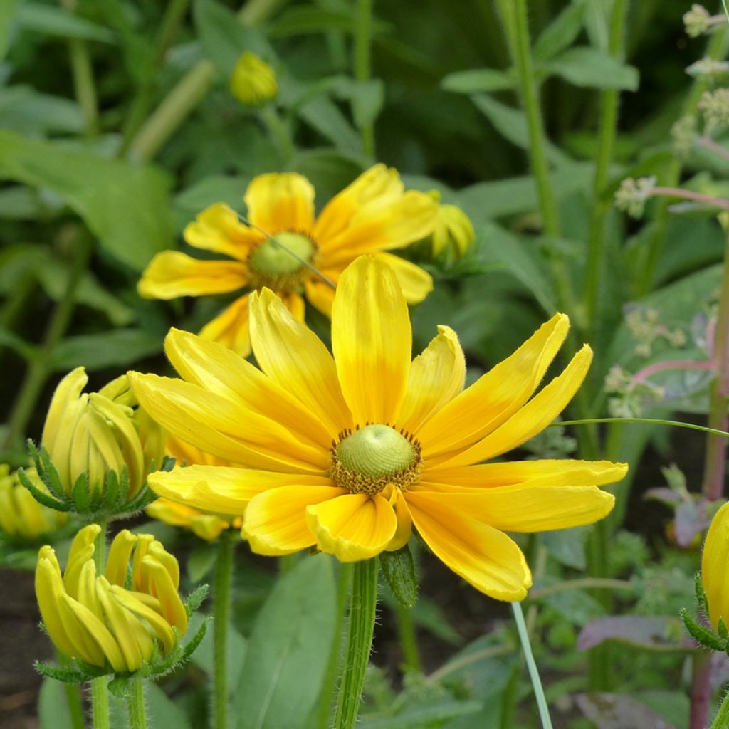 Rudbeckia hirta Prairie Sun (semillas)