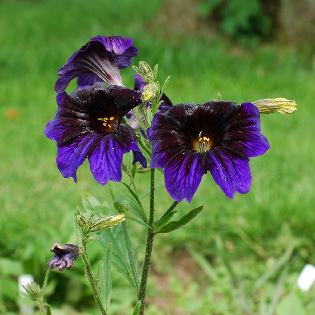 Salpiglossis sinuata Kew Blue - Panza de burro