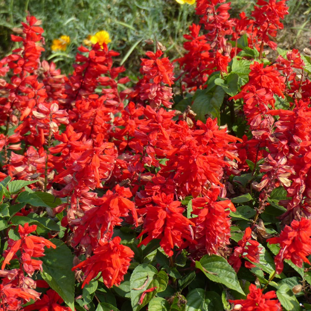 Salvia splendens Blaze Of Fire - Banderilla