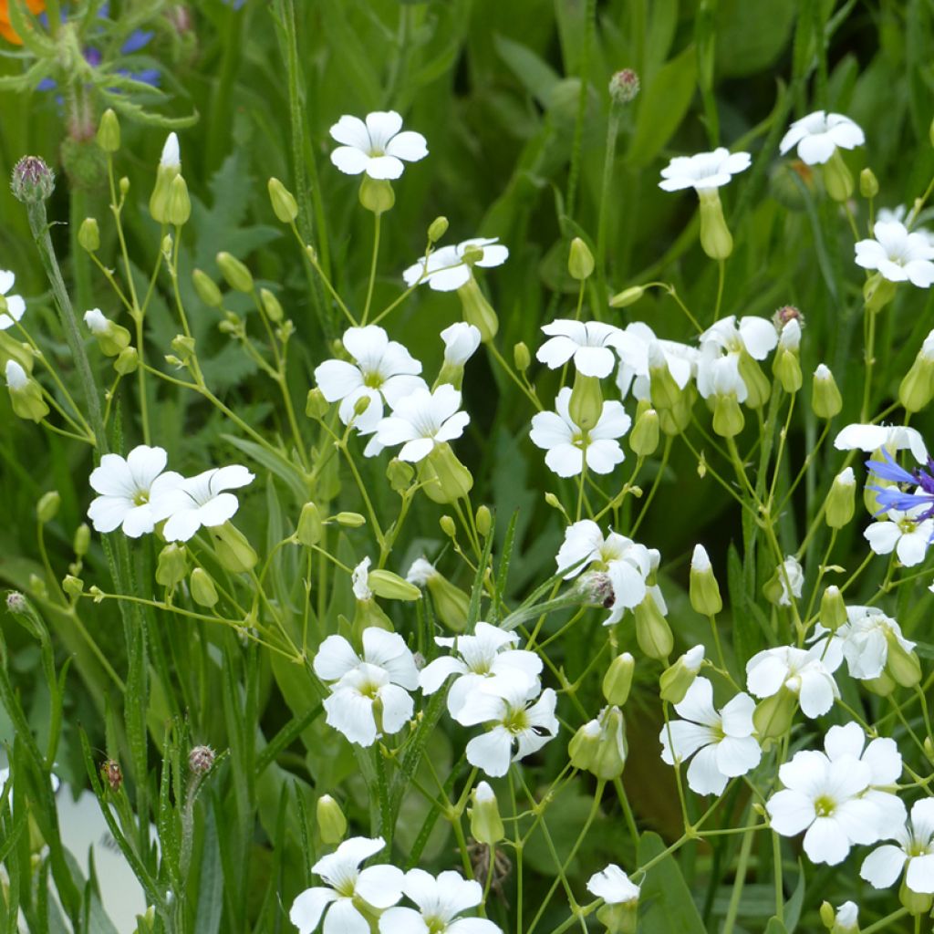 Vaccaria hispanica White Beauty