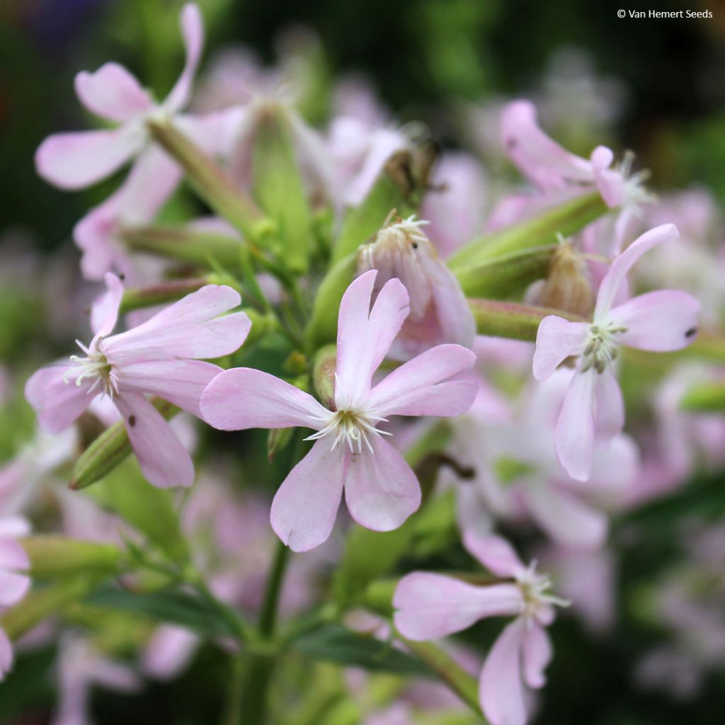 Saponaria ocymoides (semillas) - Jabonera rocosa