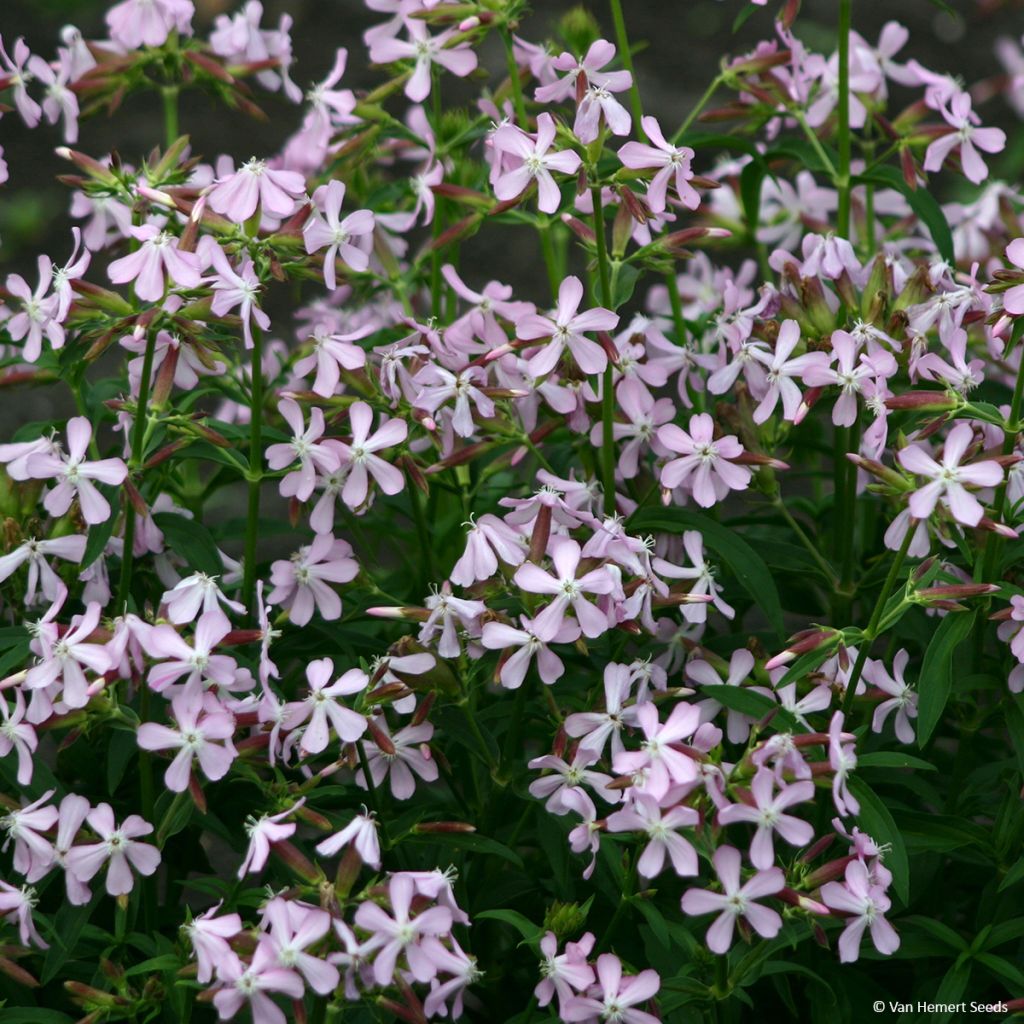 Saponaria ocymoides (semillas) - Jabonera rocosa