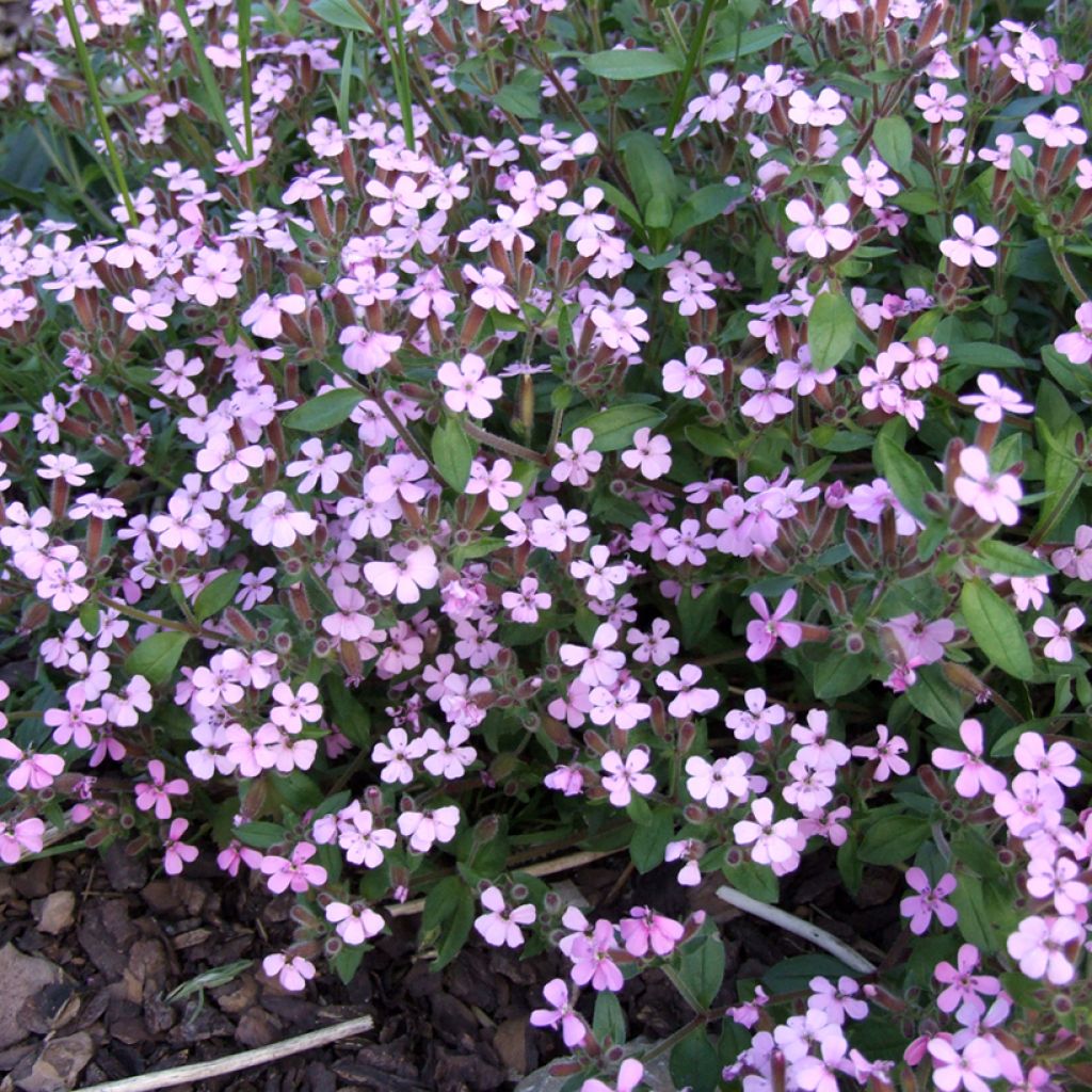 Saponaria ocymoides (semillas) - Jabonera rocosa