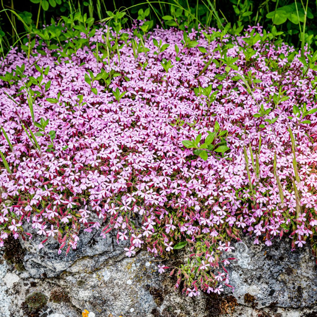 Saponaria ocymoides (semillas) - Jabonera rocosa