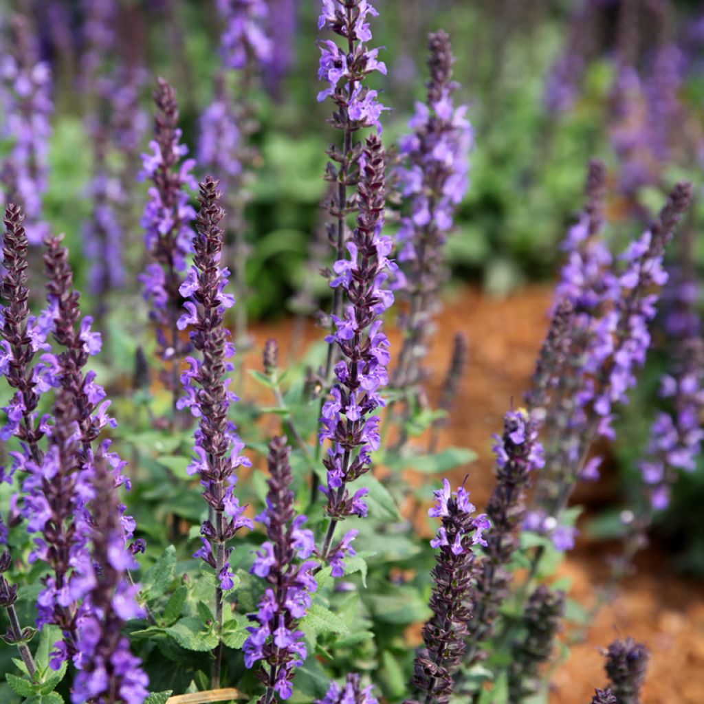 Salvia nemorosa Dwarf Blue Queen (Semillas)