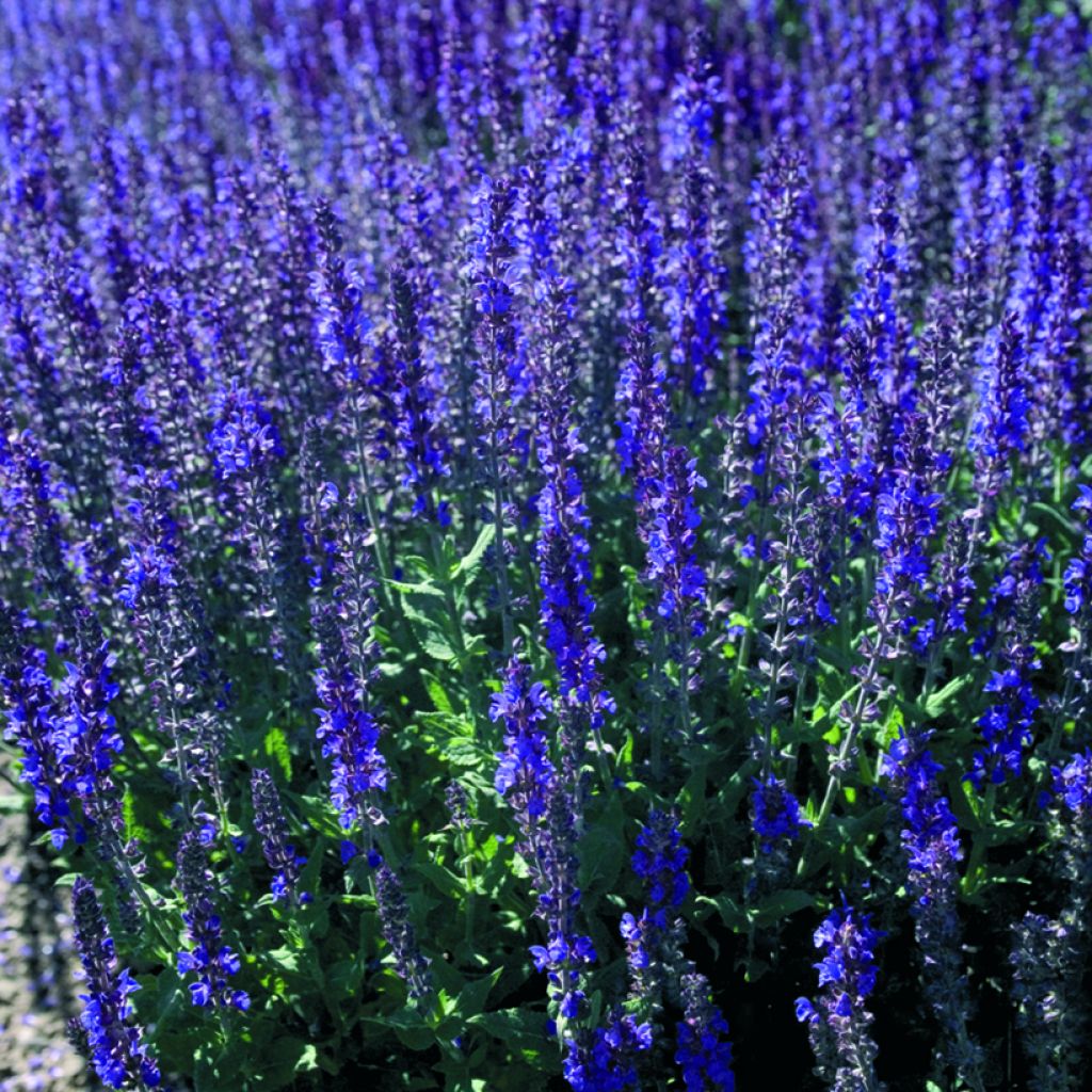 Salvia nemorosa Dwarf Blue Queen (Semillas)