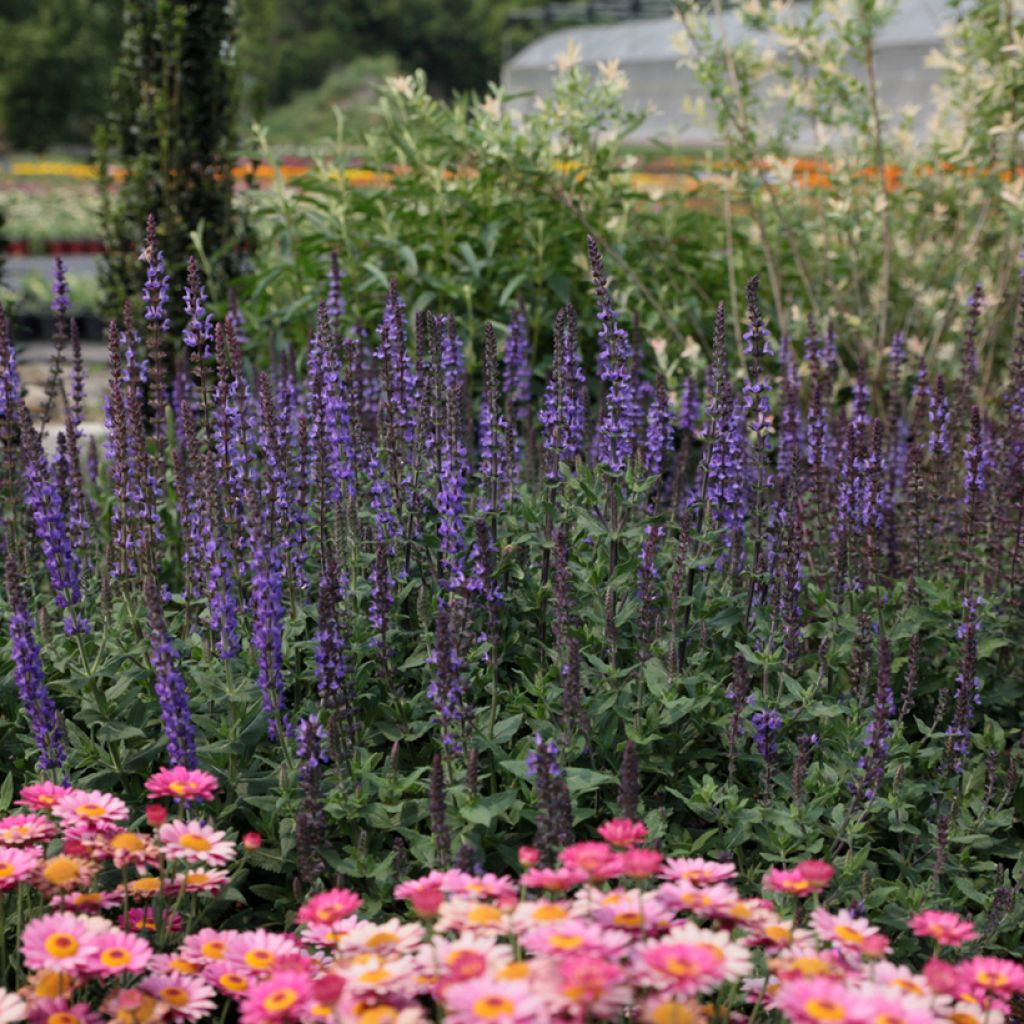 Salvia nemorosa Dwarf Blue Queen (Semillas)