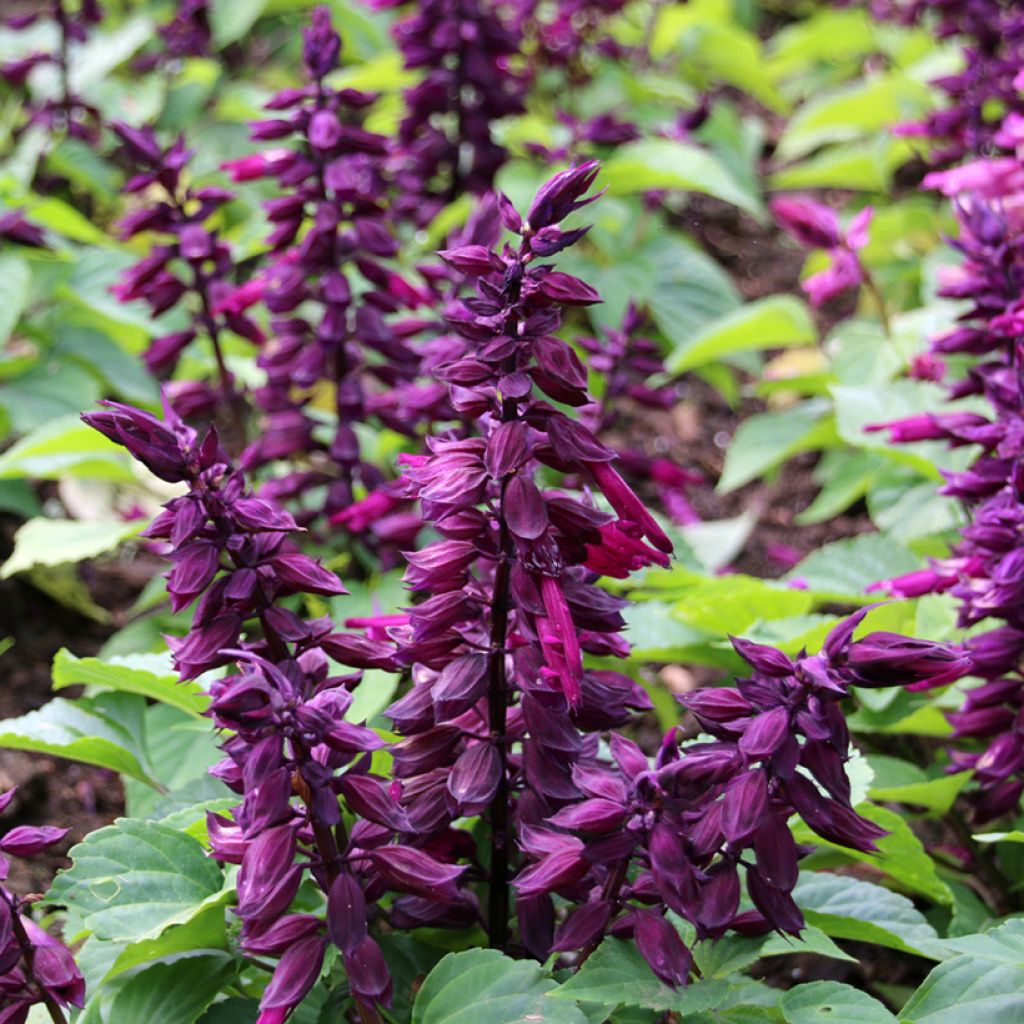 Salvia splendens Estella Purple - Banderilla