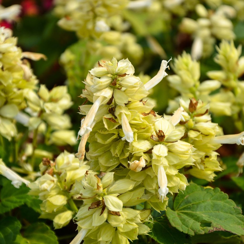 Salvia splendens Estella White - Banderilla