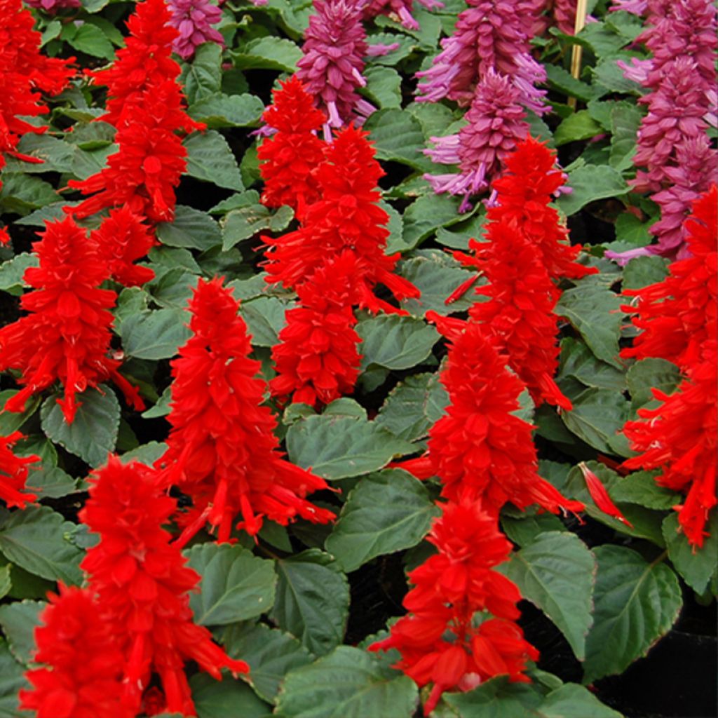 Graines de Sauge annuelle Reddy rouge - Salvia splendens