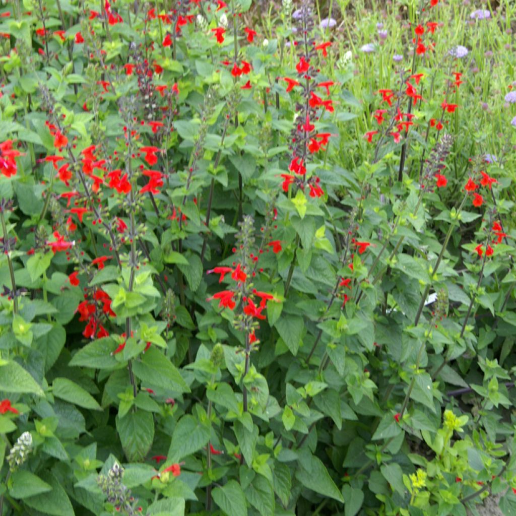 Salvia coccinea - Flor de Jericó