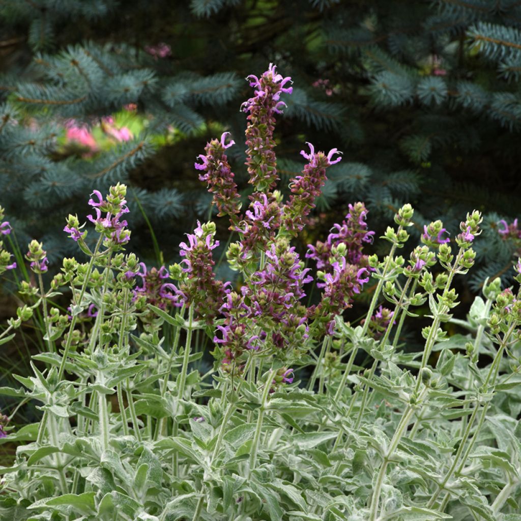 Salvia canariensis Lancelot