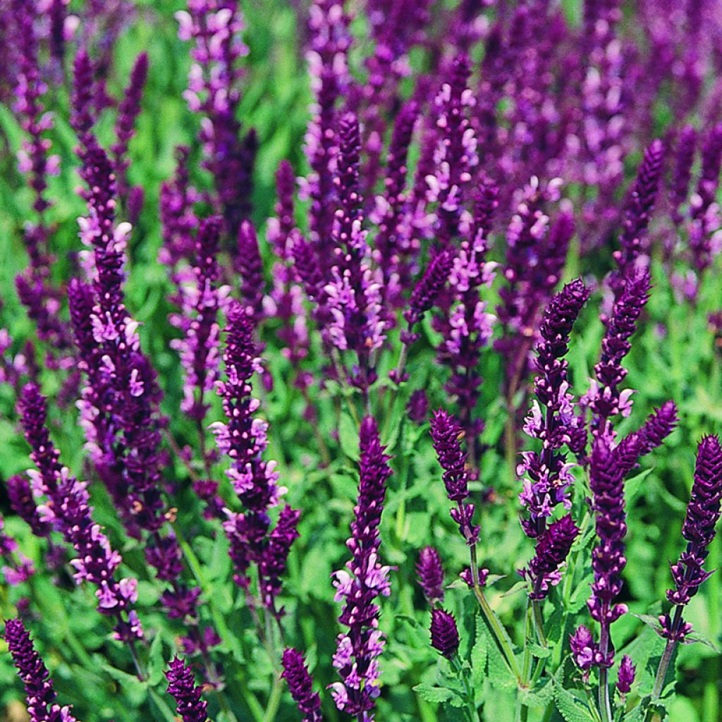 Salvia nemorosa Rose Queen (semillas)