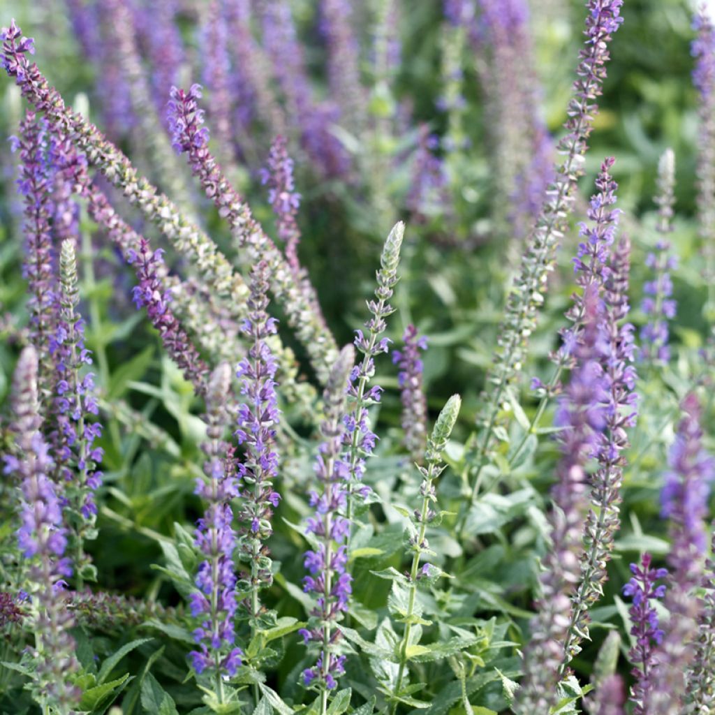 Salvia nemorosa West Friesland (Semillas)