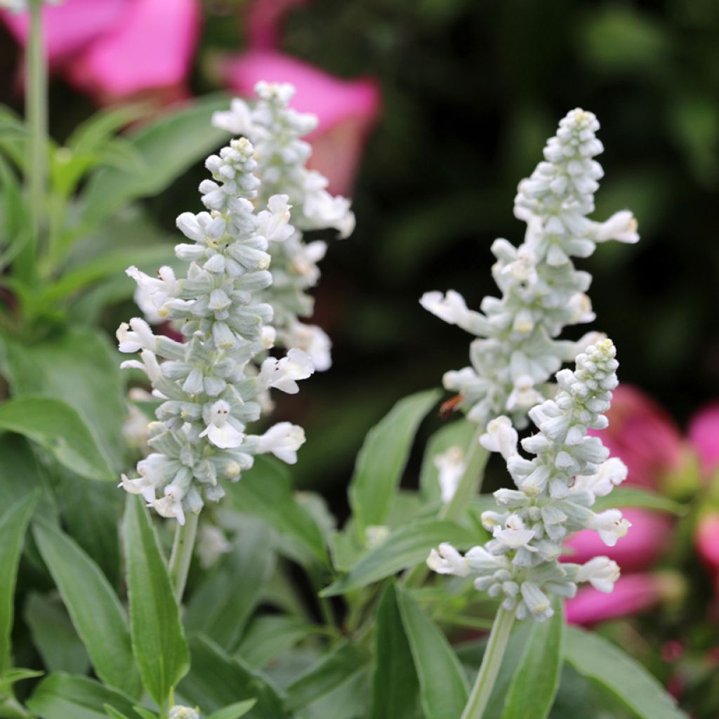 Salvia farinacea Cirrus White - Salvia azul