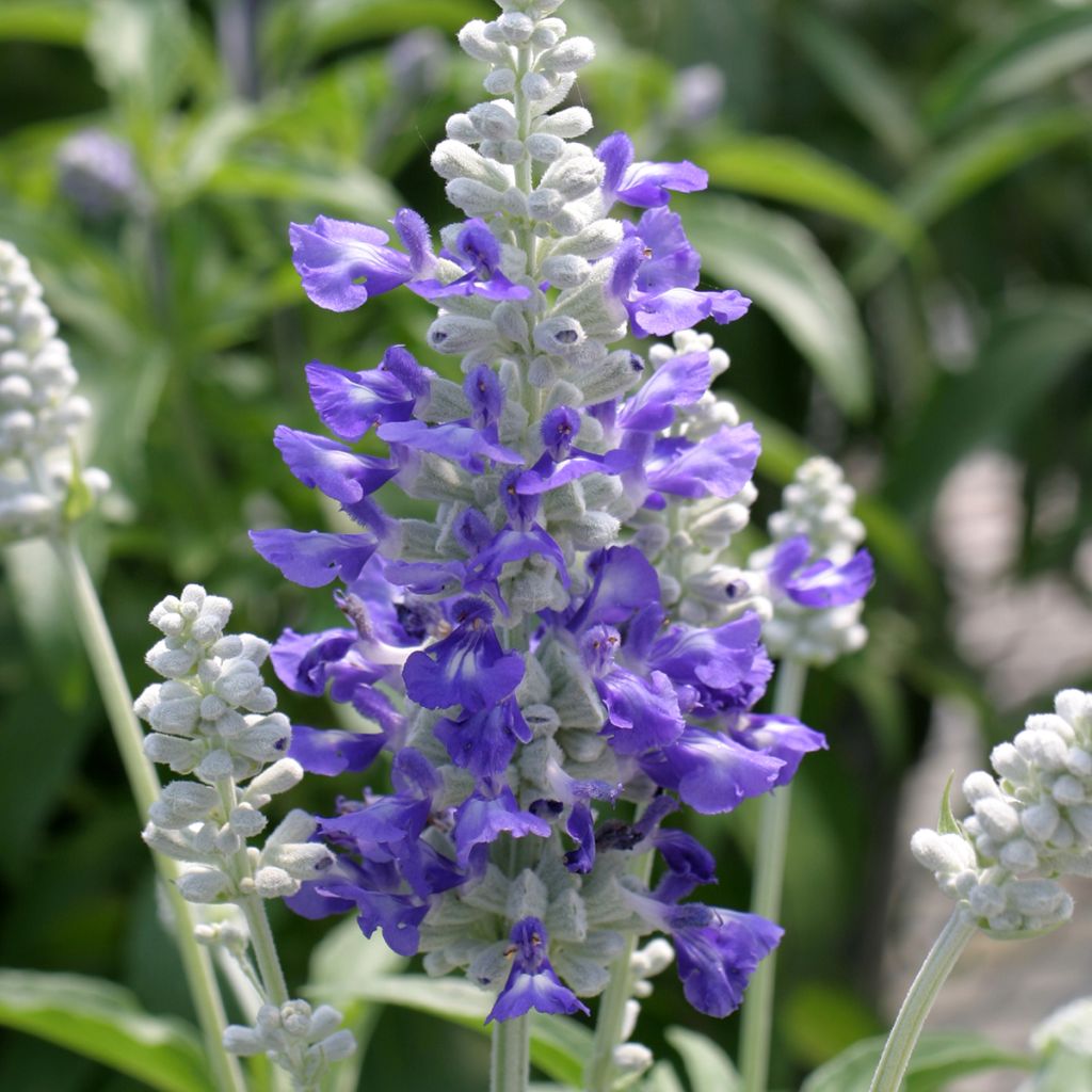 Salvia farinacea Strata Blue and White - Salvia azul