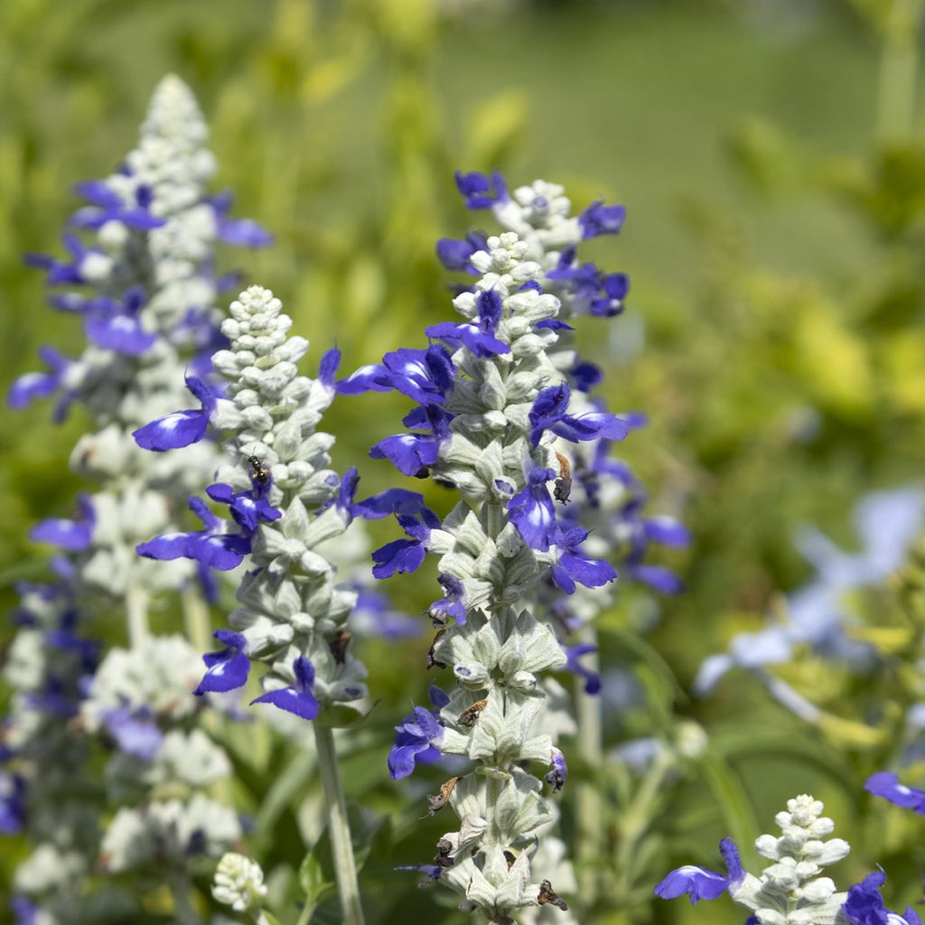 Salvia farinacea Strata Blue and White - Salvia azul