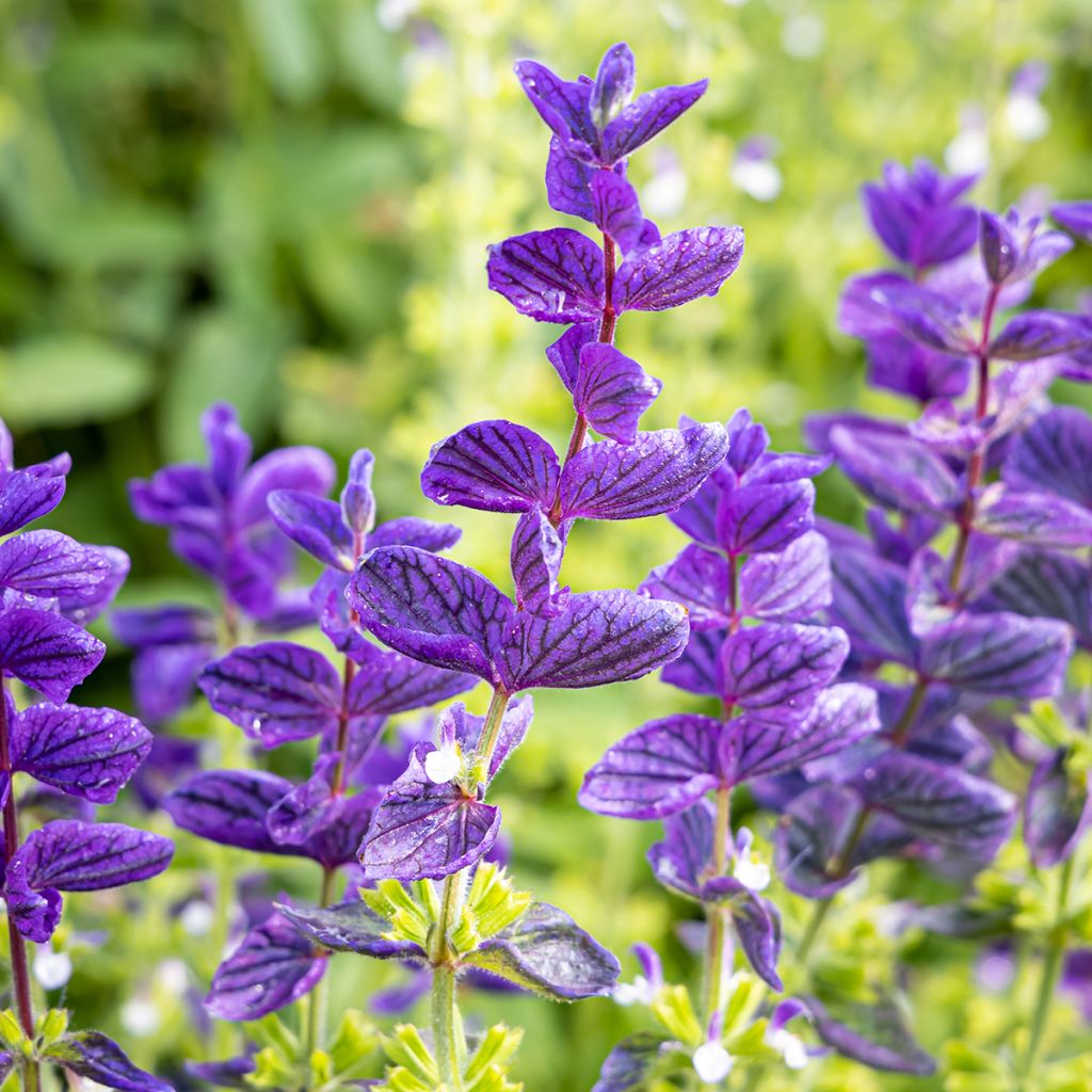 Salvia viridis Blue Monday