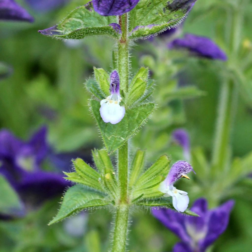 Salvia viridis Blue Monday