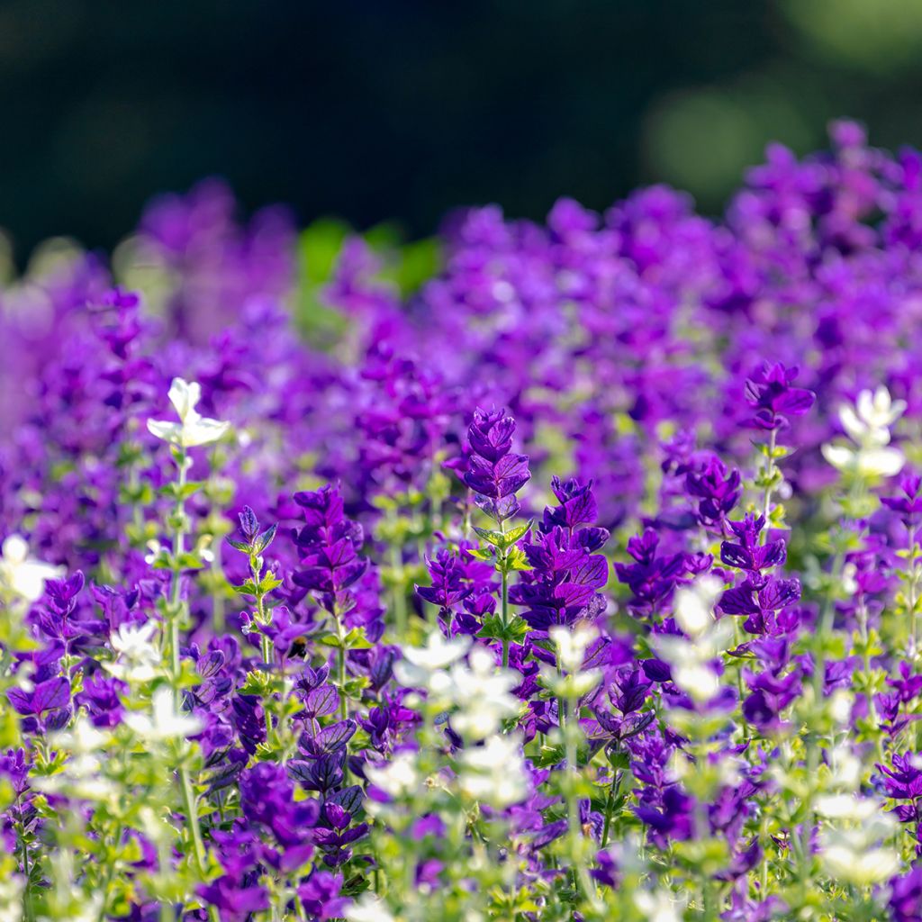 Salvia viridis Blue Monday