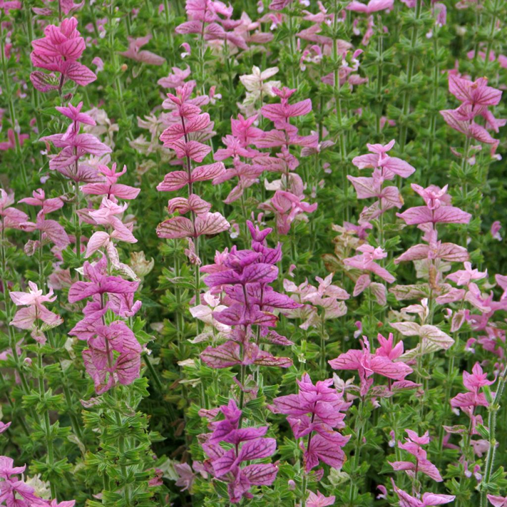 Salvia viridis Pink Sundae