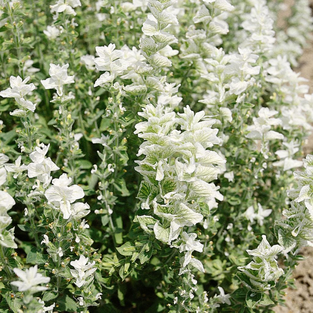 Salvia horminum White Swan