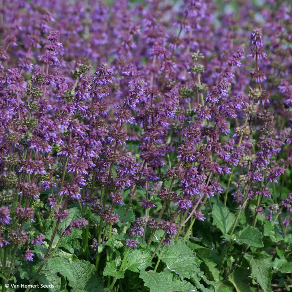 Salvia verticillata Purple Fairy Tale