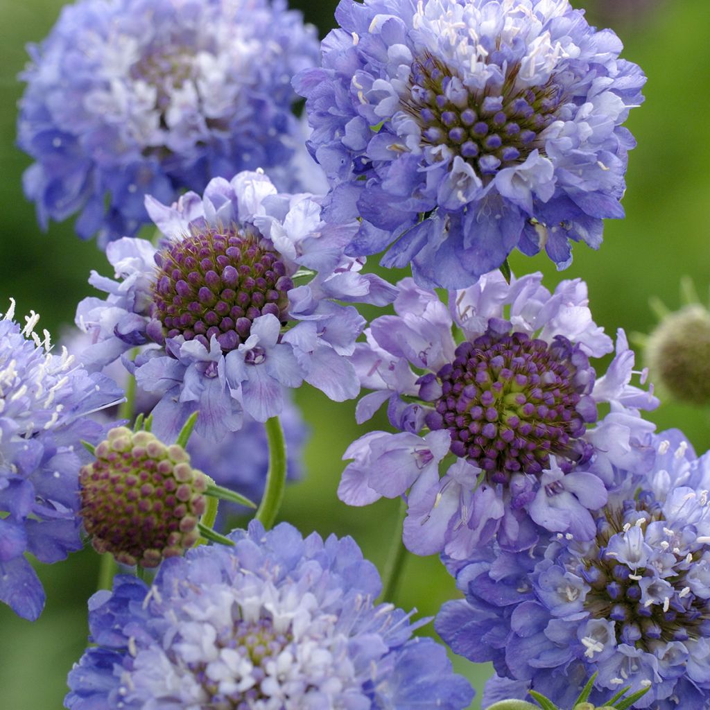 Scabiosa atropupurea Oxford Blue BIO